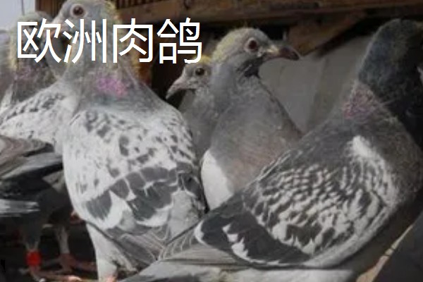 鸽子鸡的简介，是一种著名的肉鸽