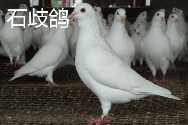 鸽子鸡的简介，是一种著名的肉鸽