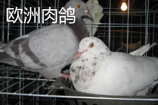 鸽子鸡的简介，是一种著名的肉鸽