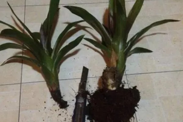鸿运当头凤梨花怎么繁殖,可采用播种法、分株法等