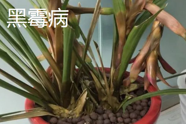 鸿运当头凤梨花怎么繁殖,可采用播种法、分株法等