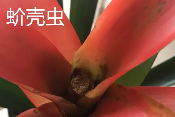 鸿运当头凤梨花怎么繁殖,可采用播种法、分株法等