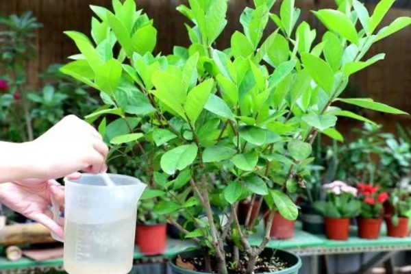 如何盆栽养栀子花,要选择疏松、肥沃的土质为佳