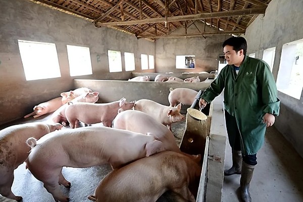 农村能不能养猪，养殖效果比城市更好