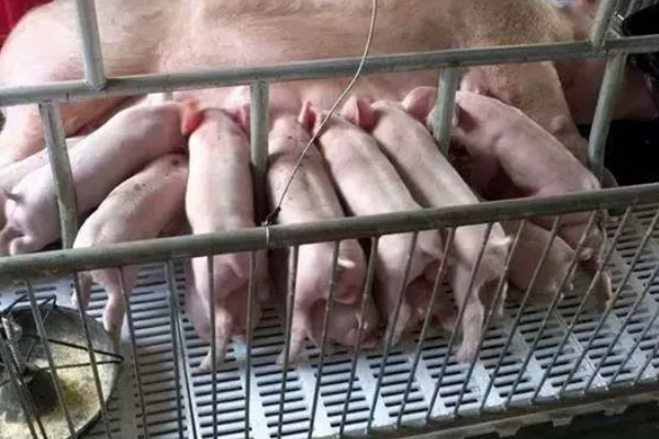 农村能不能养猪，养殖效果比城市更好