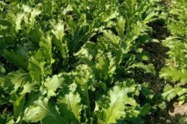 芥菜头的简介,属于十字花科草本植物