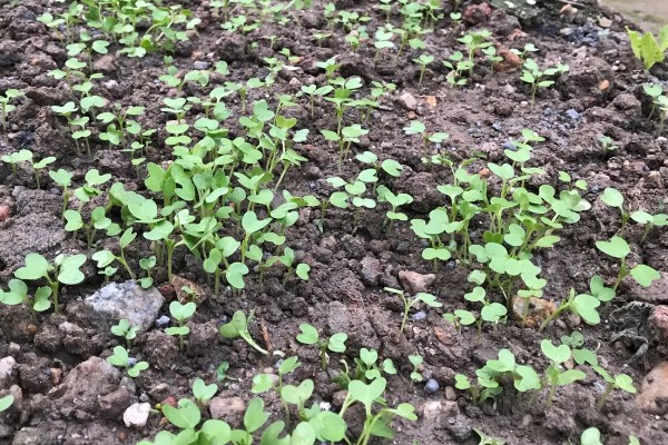 芥菜头的简介,属于十字花科草本植物