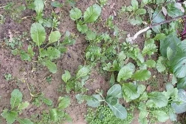 芥菜头的简介,属于十字花科草本植物