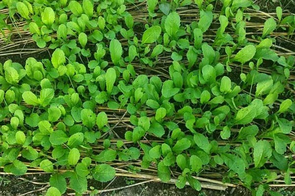 芥菜头的简介,属于十字花科草本植物