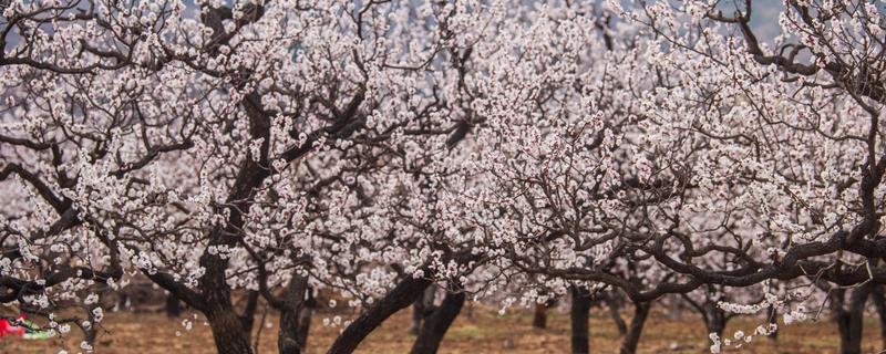 杏花的开放季节，在春季3-4月份开放