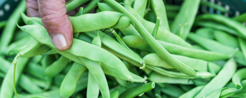 芸豆是四季豆吗，属于同一种植物