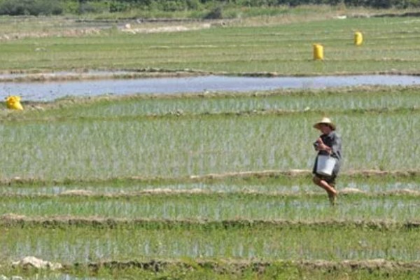 使用尿素要注意什么,不能和碱性肥料混施