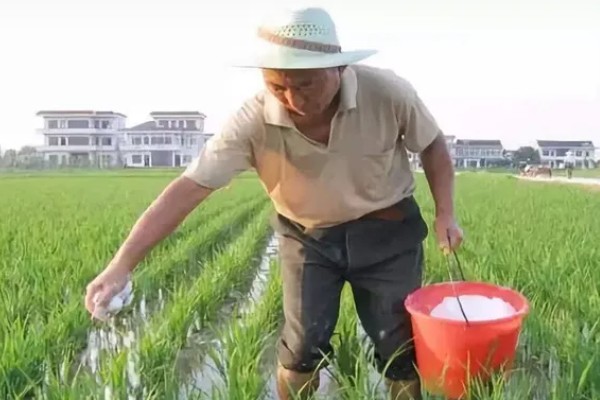 使用尿素要注意什么,不能和碱性肥料混施