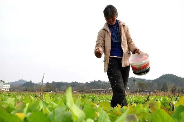 使用尿素要注意什么,不能和碱性肥料混施