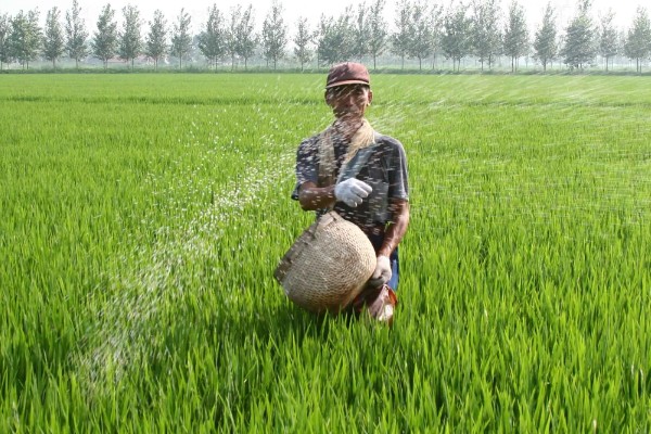 使用尿素要注意什么,不能和碱性肥料混施