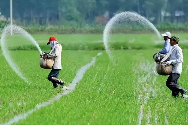 使用尿素要注意什么,不能和碱性肥料混施