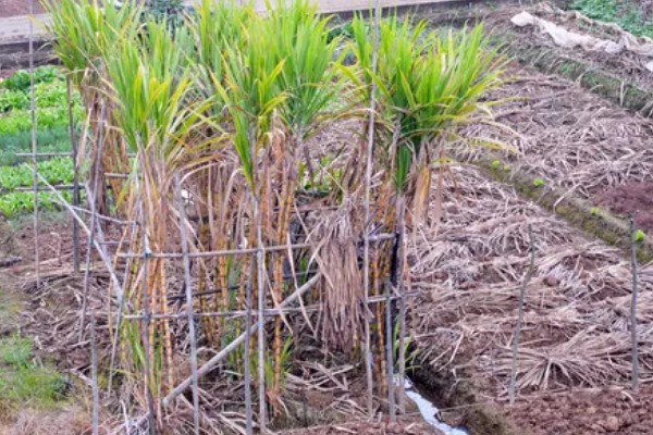 甘蔗种植如何过冬，需及时覆盖保温物