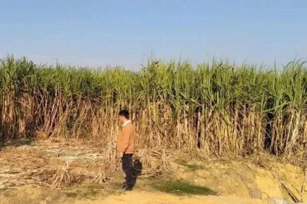 甘蔗种植如何过冬，需及时覆盖保温物