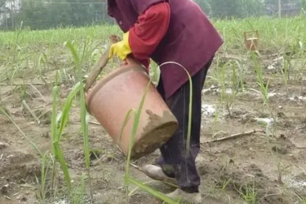 甘蔗种植如何过冬，需及时覆盖保温物