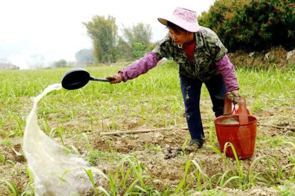 甘蔗种植如何过冬，需及时覆盖保温物