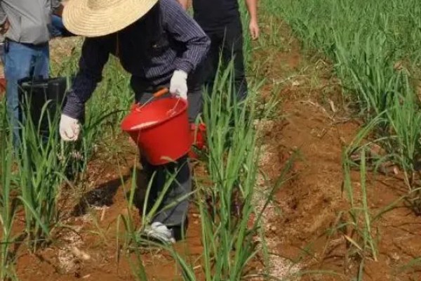 甘蔗种植如何过冬，需及时覆盖保温物