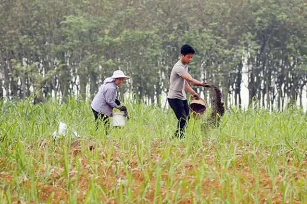 甘蔗种植如何过冬，需及时覆盖保温物