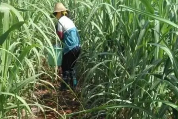 甘蔗种植如何过冬，需及时覆盖保温物