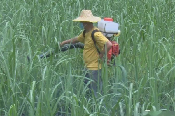 甘蔗种植如何过冬，需及时覆盖保温物