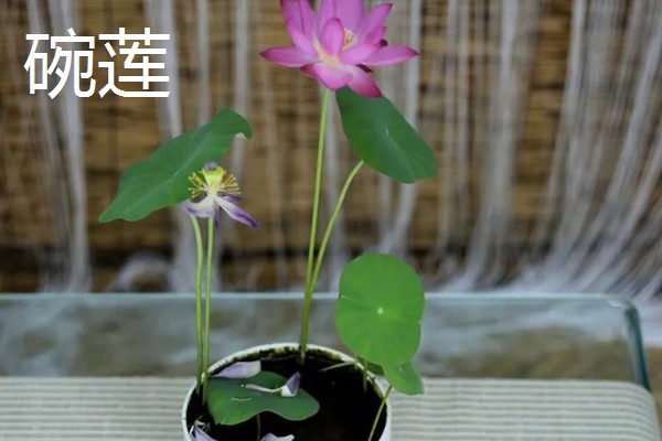碗莲与睡莲的区别，叶片形态和花朵均不同