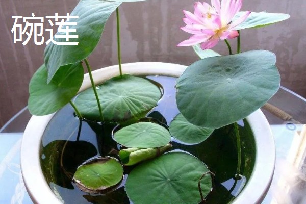 碗莲与睡莲的区别，叶片形态和花朵均不同