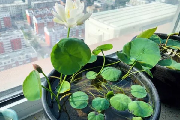 碗莲与睡莲的区别，叶片形态和花朵均不同