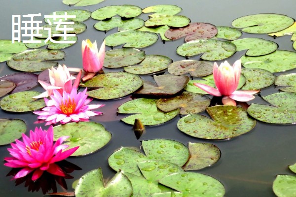 碗莲与睡莲的区别，叶片形态和花朵均不同