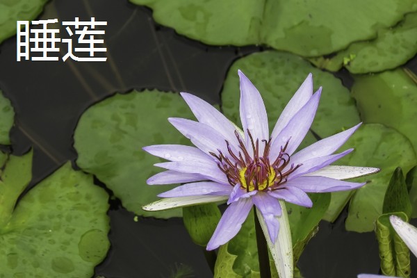 碗莲与睡莲的区别，叶片形态和花朵均不同