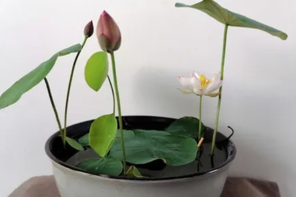 碗莲与睡莲的区别，叶片形态和花朵均不同