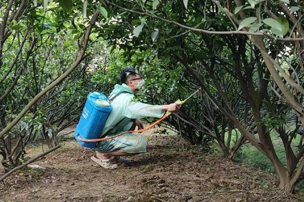 八角简介，是一种风味独特的调味料