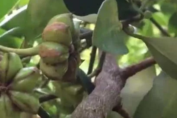 八角简介，是一种风味独特的调味料