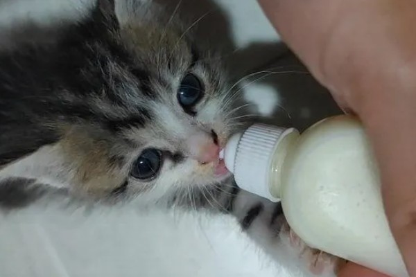 刚生的小猫不吃奶的原因，可能是不会吃奶