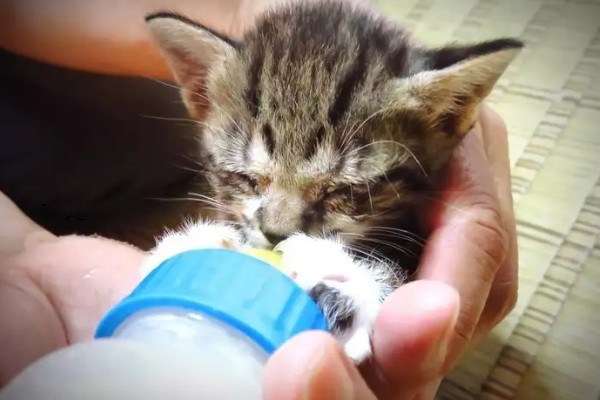 刚生的小猫不吃奶的原因，可能是不会吃奶