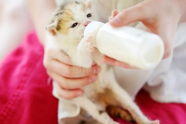 刚生的小猫不吃奶的原因，可能是不会吃奶