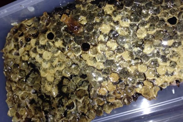 蜂胶简介,不建议直接食用
