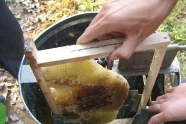 蜂胶简介,不建议直接食用