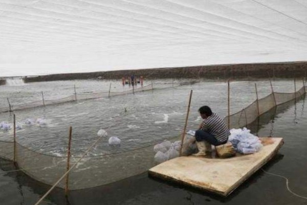 青虾苗的繁殖技术，每年五月中旬至6月下旬投放
