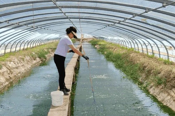 青虾苗的繁殖技术，每年五月中旬至6月下旬投放
