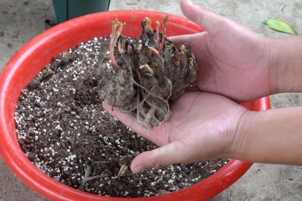 三月份栽芍药根行吗,三月不可以栽芍药根