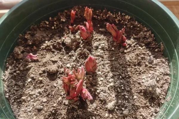 三月份栽芍药根行吗,三月不可以栽芍药根