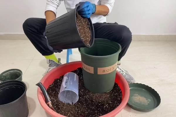 三月份栽芍药根行吗,三月不可以栽芍药根