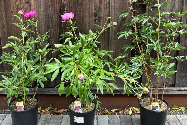 三月份栽芍药根行吗,三月不可以栽芍药根