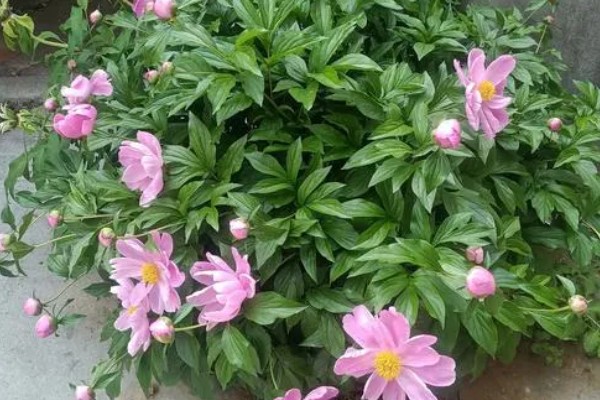 三月份栽芍药根行吗,三月不可以栽芍药根