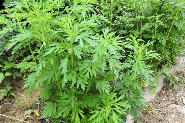 益母草怎么育苗,将种子与细沙混合后再播种