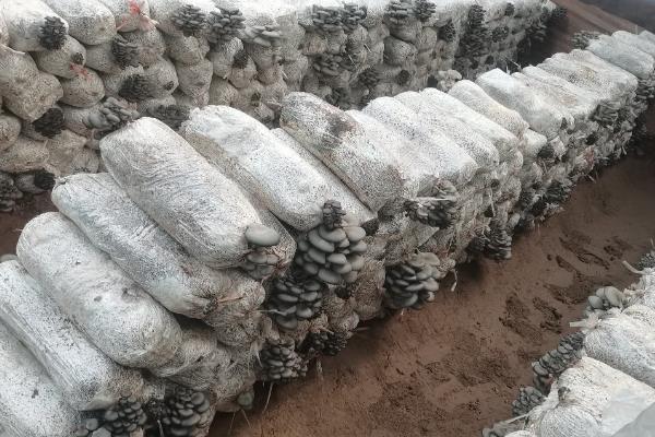 怎么诱杀菇螨,以下4种方法可以诱杀